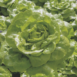 Sałata Fioris BEJO 32-214 5 tyś. nasion Primed Pellets ST